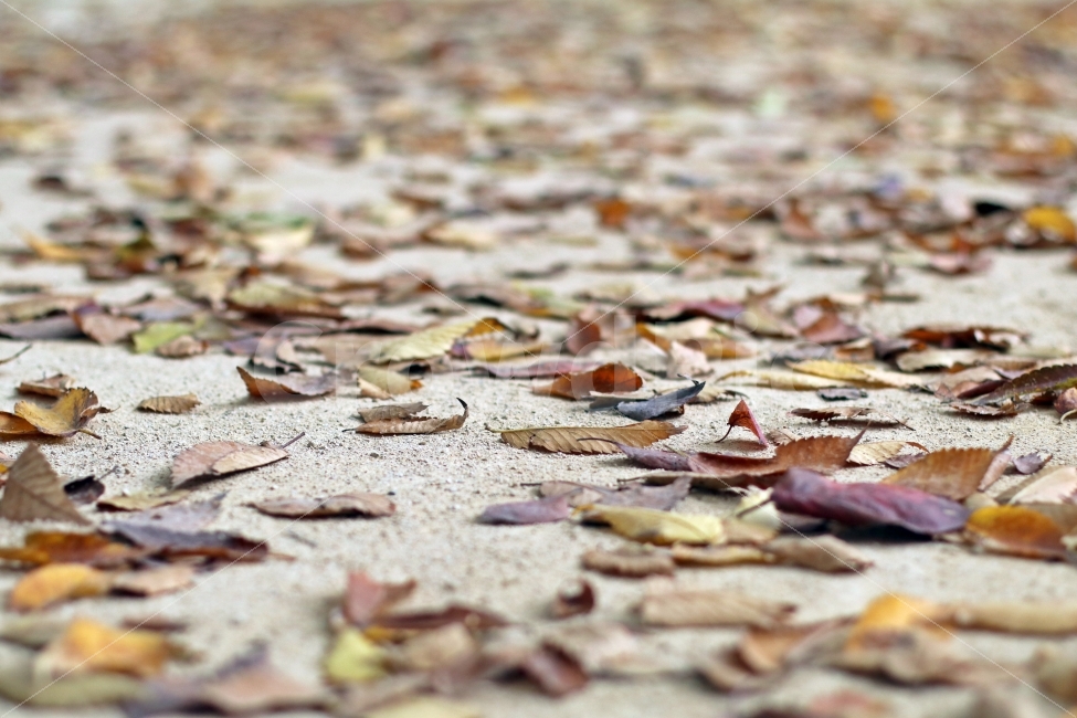 가을,바닥,길,낙엽,단풍,떨어진,계절,추운,가을,계절,fall,autumn,season