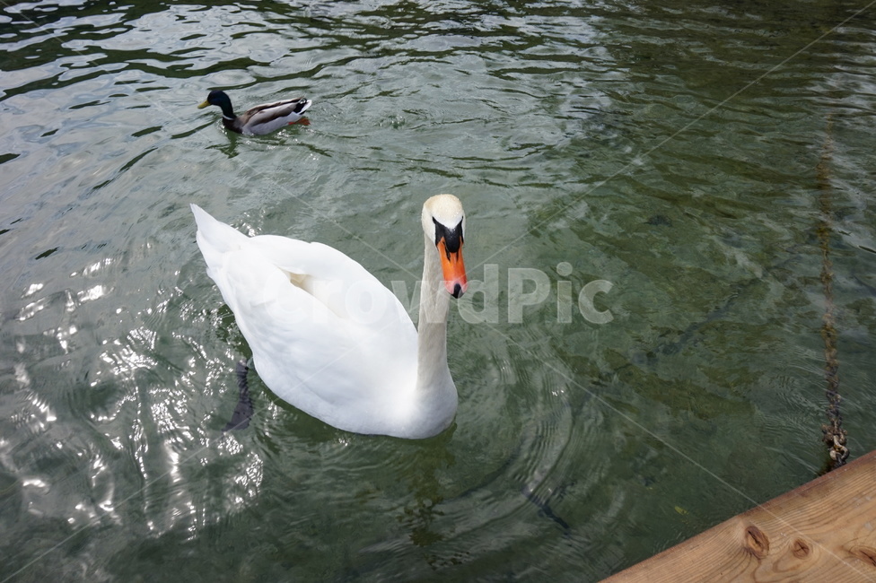 파란하늘,오스트리아,장크트길겐,하얀오리,sanktgilgen,동물,animal,조류,새,birds