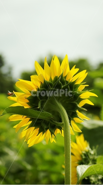 꽃,해바라기,sunflower,flower,꿀벌,식물,자연,plants,nature,꽃,flower