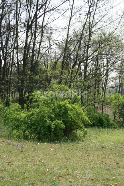 나무,봄,봄날,봄풍경,감성,spring,공원,풍경,식물,새싹,잎,초록,봄,계절,spring,season,자연,풍경,nature,landscape,vegetation,초목,plant,woodland,삼림지,forest,숲,tree,outdoors,옥외,land,땅,grove,작은 숲