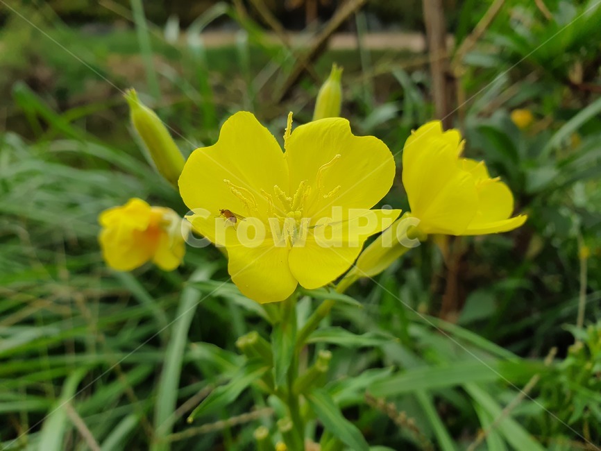 식물,plant,노란색,벌,flower,식물,자연,plants,nature,꽃,flower
