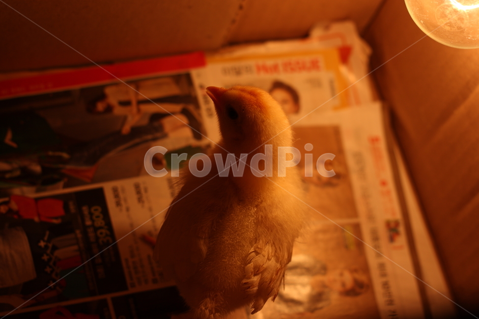병아리,새끼,노랑,닭,동물,조류,전구,새,animal,birds,아기,농장,애완동물,백열전구,귀여운,감성,감정,feeling,sensible,emotion,박스,어린,애기,털,백열등,삐약,체험,모이,부리,벼슬,동물,animal,조류,새,birds