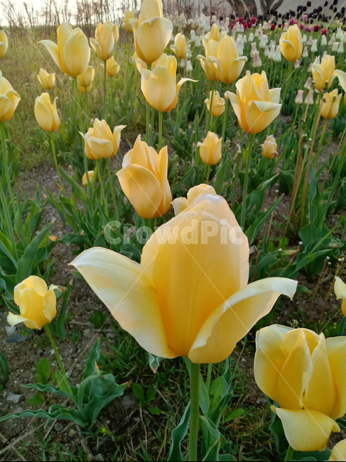tulip,백합과,구근초,여러해살이화초,꽃,튤립,봄,식물,자연,springseasonflower,식물,자연,plants,nature,꽃,flower