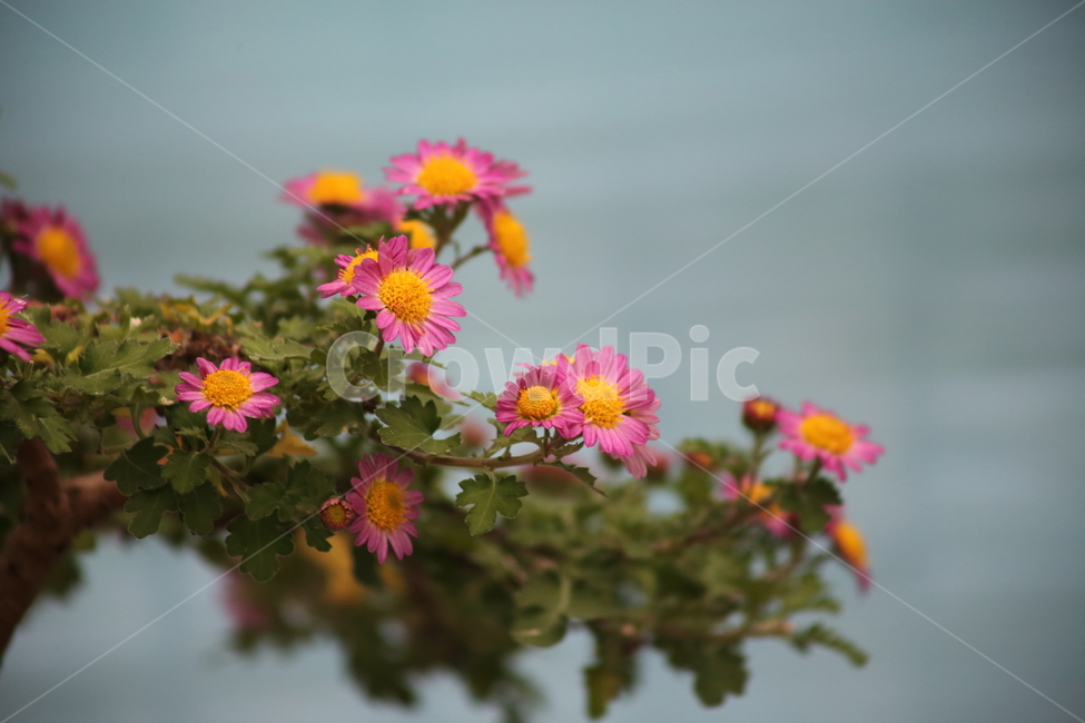 국화,식물,꽃,가을꽃,chrysanthemum,식물,자연,plants,nature,꽃,flower