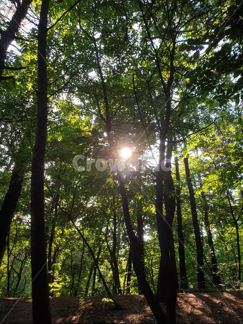 숲,렌즈플레어,자연,산,여름