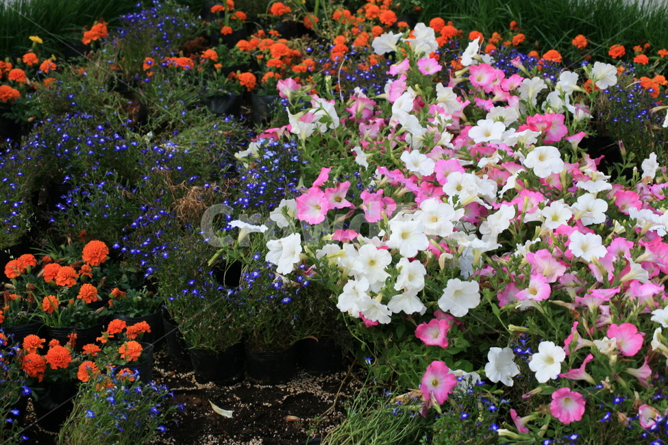 식물,꽃,flower,풀,제라늄,plant