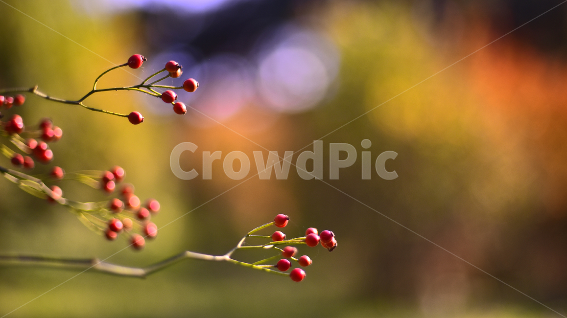 가을배경,감성사진,감성풍경,보케,빛망울,플레어,flare,fruit,plant,red,little,autumn,fall,background,sensible,emotional,feeling,느낌,분위기,가을감성,찔레,열매,씨앗,가을풍경,찔레열매,가을분위기,아웃도어,옥외,야외,배경,바탕,백그라운드,늦가을,필링,감성,결실,작은,빨강색,outdoors,새먹이,식물,나무열매,시즌,계절,과일,열매,fruit