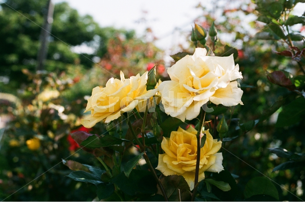 꽃,장미,화사한,필름,봄,감성,식물,자연,plants,nature,꽃,flower