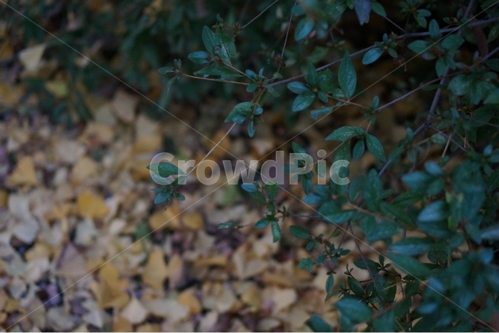 plant,식물,분위기,느낌,leaf,가을,계절,fall,autumn,season