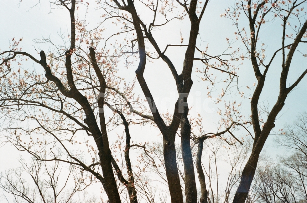 tree,나무,plant,식물,하늘,식물,자연,plants,nature,나무,trees,wood