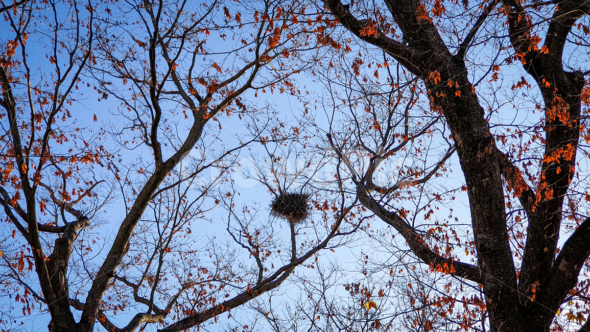나무,까치집,단풍,가을,하늘,tree,plant,식물,새,bird,나무,trees,wood