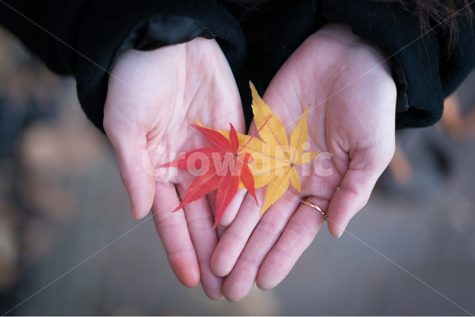 가을,단풍,단풍잎,손,단풍놀이,가을,계절,fall,autumn,season,식물,자연,plants,nature,plant,leaf,잎,tree,나무