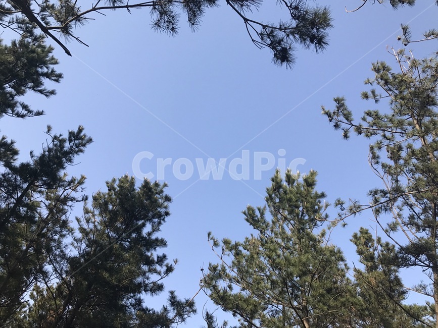 소나무,하늘,자연,풍경,나무,산책,숲