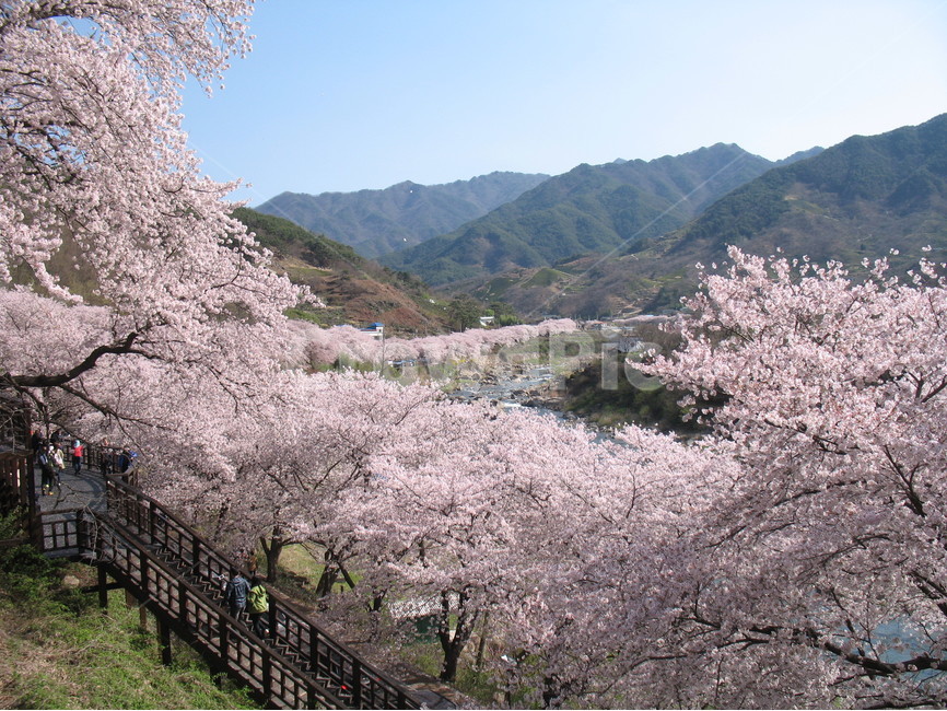 하동,쌍계사,십리벚꽃길,벚꽃축제,화개천,지리산,계곡,봄,계절,spring,season,자연,풍경,nature,landscape,한국자연풍경,한국자연경관,korea nature landscape,plant,식물,blossom,꽃,flower,cherry blossom,벚꽃