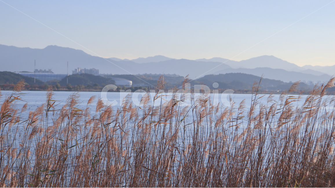 강릉,갈대,가을,색감,파랑,강,산,바다,자연,가을,계절,fall,autumn,season,자연,풍경,nature,landscape,grass,잔디,plant,식물,lawn,reed