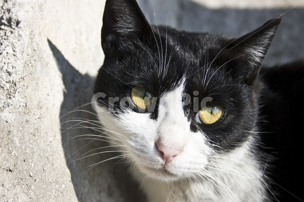 동물,animal,포유류,반려동물,고양이,pet,길냥이,cat,동물,animal,포유류,mammal,고양이,cat,kitten,kitty