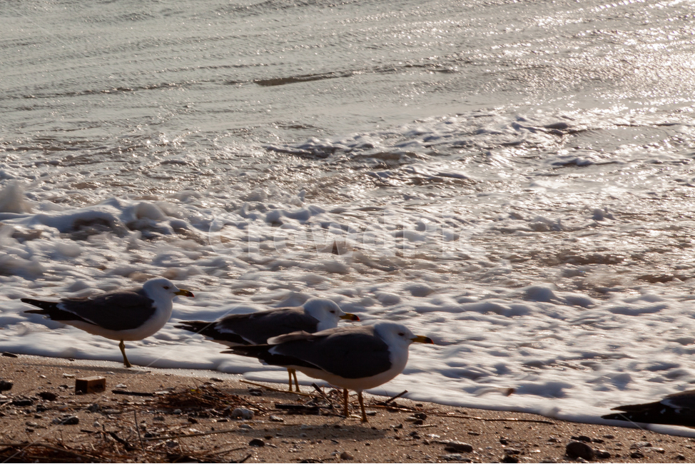 갈매기,동물,새,animal,bird,seagull,제부도,바다,jebudo,sea,파도,자연,nature,ocean,대양,물,water