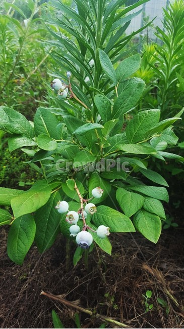 블루베리,blueberry,food,과일,자연,블루베리식물
