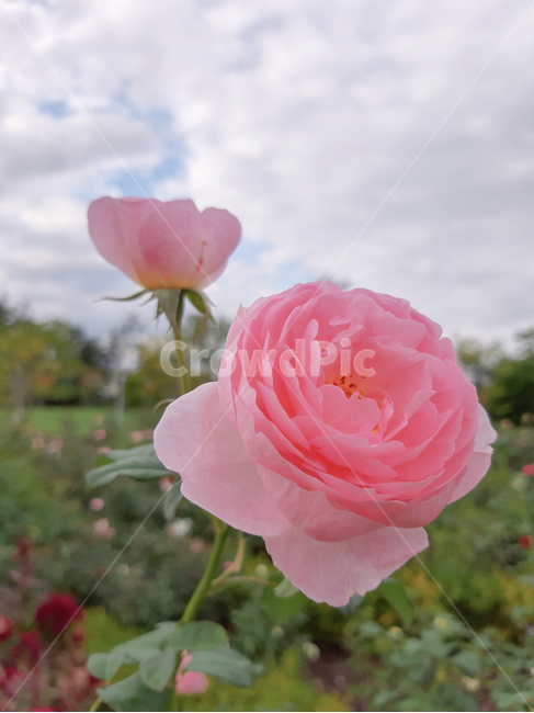 rose,장미,plant,식물,blossom,flower,꽃,식물,자연,plants,nature,꽃,flower