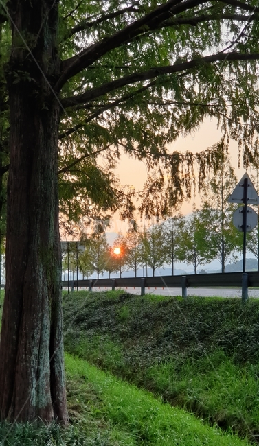 식물,tree,나무,light,빛,석양,노을,아스팔트,길,산노을,태양,풀,초록,붉은노을,붉은태양,sun,표지판,노을길,자연,풍경,nature,landscape,plant,flare,플레어