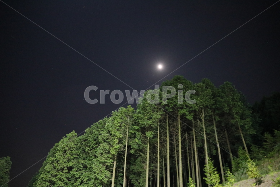 숲,야경,달빛,나무,식물,야경,밤,풍경,nightscape,night,landscape,outdoors,옥외,nature,자연