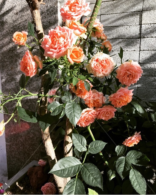 판매,식물,플라워,꽃,여름,식물,자연,plants,nature,꽃,flower