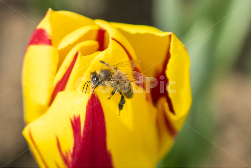 꽃,flower,튤립,꽃밭,꽃사진,tulip,flowers,자연,식물,natural,plant,봄,봄느낌,튤립꽃,튤립사진,꽃봉오리,풍경,풍경사진,꽃잎,식물,자연,plants,nature,꽃,flower,동물,animal,곤충,벌레,insect,bug