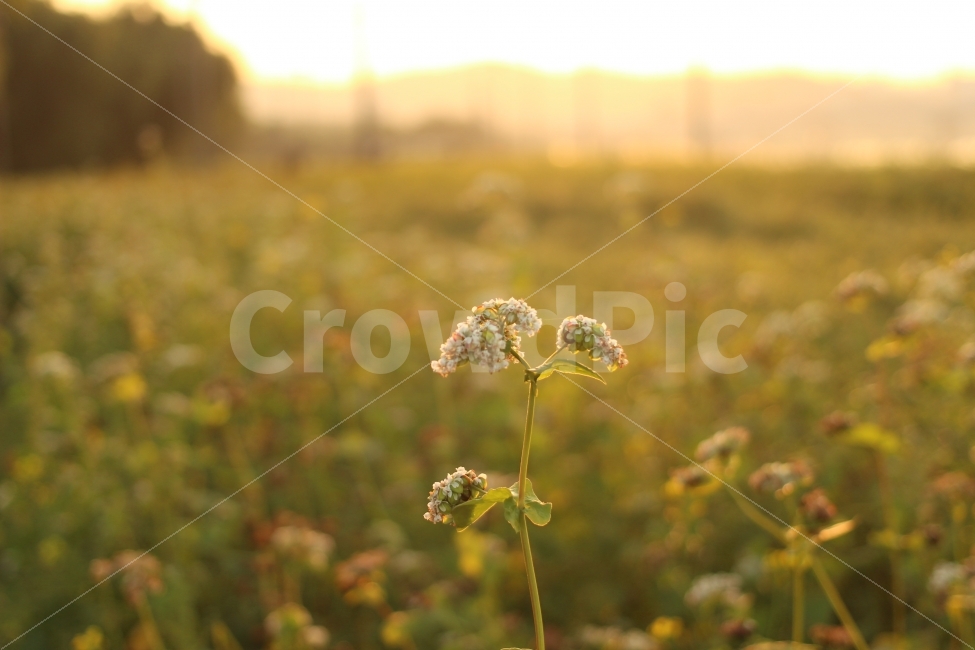 메밀꽃,꽃,클로즈업,일몰,자연,식물,자연,plants,nature,꽃,flower,감성,sensible,feeling