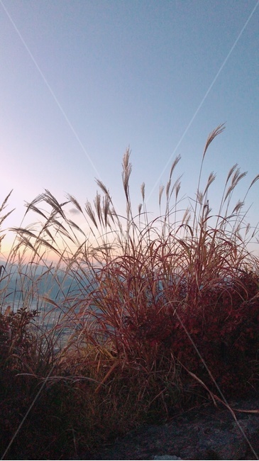 갈대,노을,풍경,오도산,합천오도산,그리움,추억,가을,계절,fall,autumn,season,식물,자연,plants,nature,grass,잔디,plant,lawn,reed