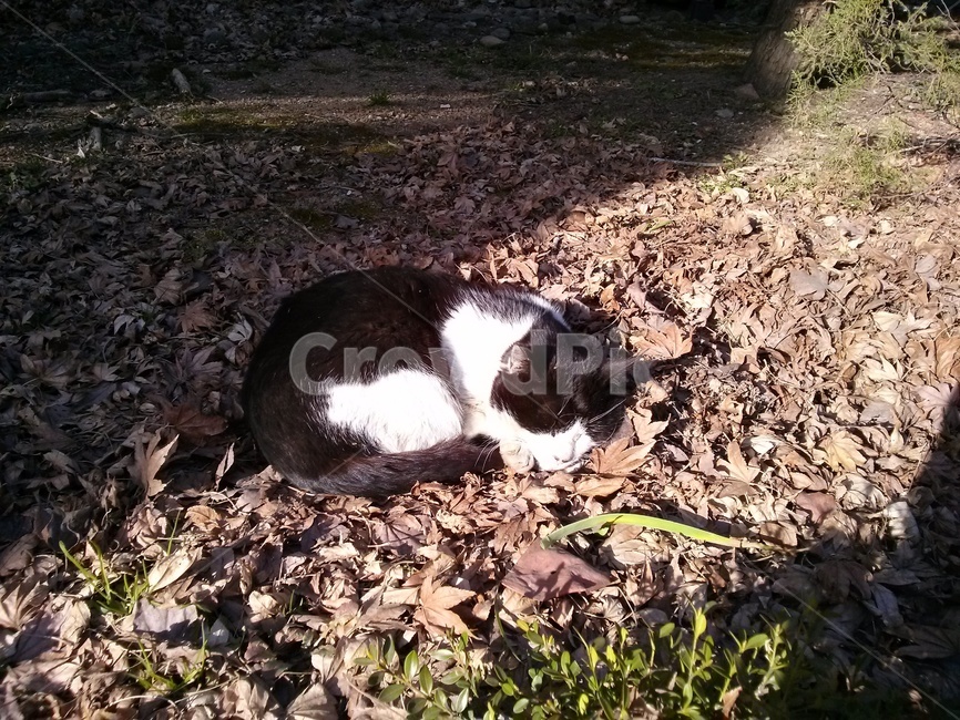 고양이,낙엽,냥이,sleeping,cat,fall