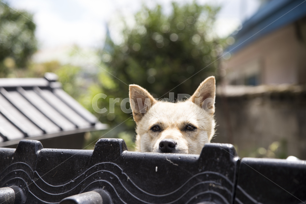 동물,개,강아지,반려견,맑음,귀여움,동물,animal,포유류,mammal,개,강아지,dog,doggy