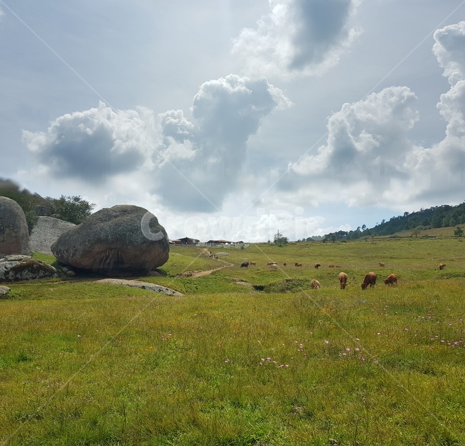 목가적인,초원,바위,공원,하늘,구름,멕시코,타팔파,들,소,목초지,자연,nature,grassland,field,outdoors