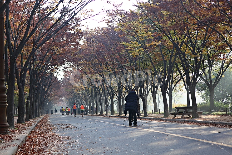 길,단풍길,조깅,사람,단풍,낙엽,산책로,로드,식물,자연,풍경,인천대공원,안개,가을,계절,fall,autumn,season,자연,풍경,nature,landscape,plant,tree,나무,tree trunk,나무 줄기