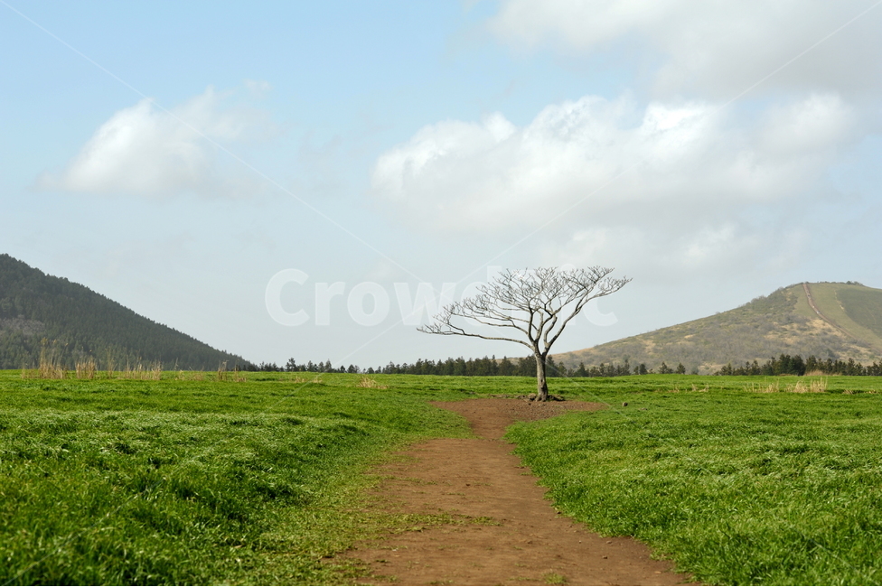 나무,왕따나무,목장,청보리,보리나무,자연,풍경,nature,landscape,한국자연풍경,한국자연경관,korea nature landscape,제주도,jeju,jeju island,식물,plants,나무,trees,wood,outdoors,옥외,grassland,목초지,field,들