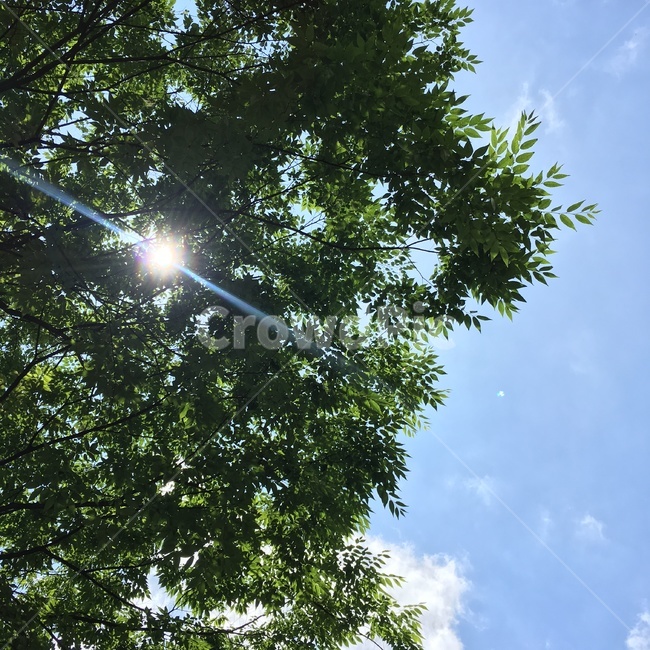 자연,풍경,하늘,나무,숲,nature,green,sky,tree,light,빛,scenary,landscape,자연,풍경,nature,landscape,flare,플레어