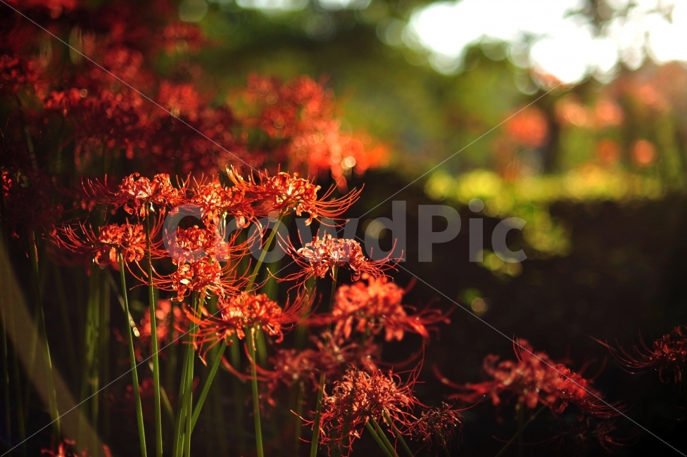 불갑사,상사화축제,꽃무릇,꽃,빛내림,자연,풍경사진,식물,자연,plants,nature,꽃,flower,휴식,힐링,rest,relaxation,healing,감성,sensible,feeling