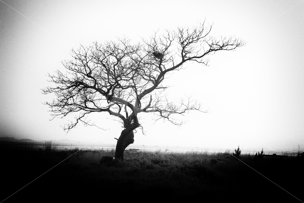 나무,자연,풍경,풍경사진,들판,오래된,흑백,흑백사진,tree,nature,landscape,blackandwhite,식물,자연,plants,nature