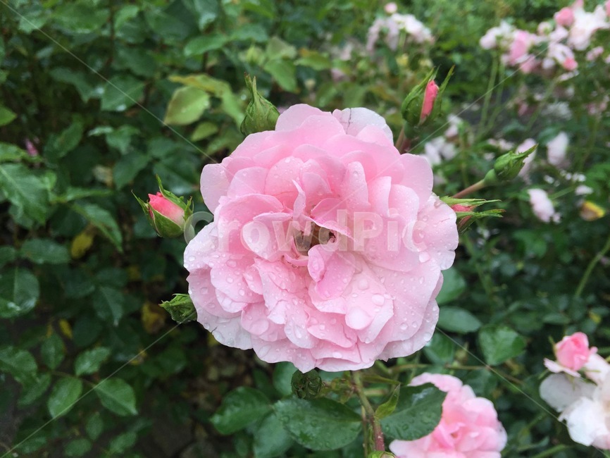 꽃,장미,분홍,핑크,식물,자연,plant,pink,flower,nature,rose