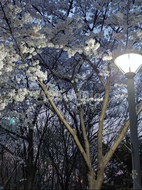 풍경,길,거리,저녁,벚꽃,꽃길