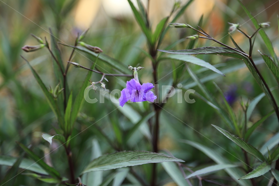 꽃,식물,봄꽃,flower,나팔꽃