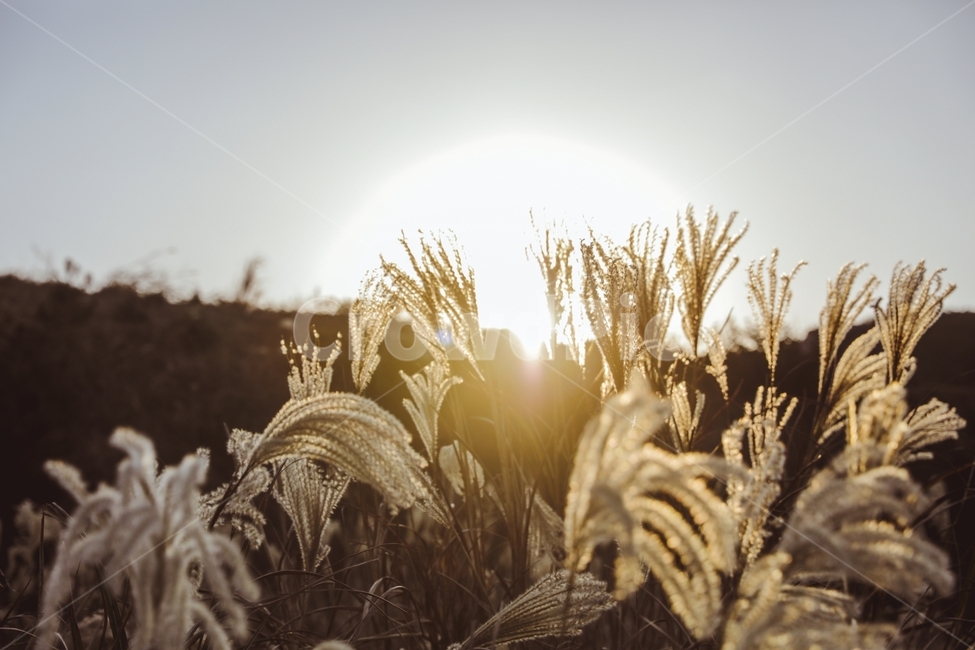 가을,입동,갈대,역광,grass,light,빛,plant,식물,겨울,winter,commonreed,자연,태양,가을,계절,fall,autumn,season,식물,자연,plants,nature