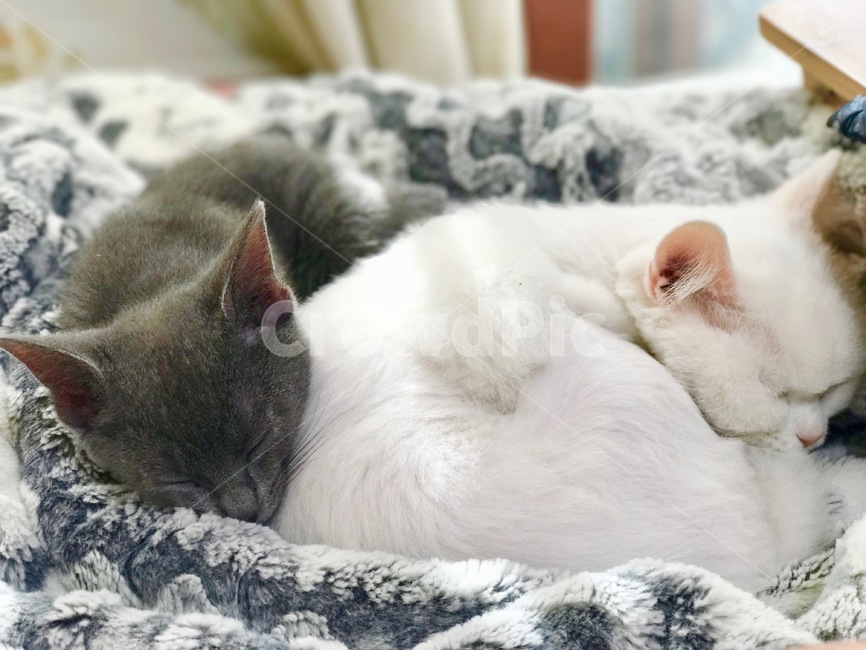 고양이,냐옹이,애완동물,반려동물,cat,집사,터키쉬앙고라,러시안블루