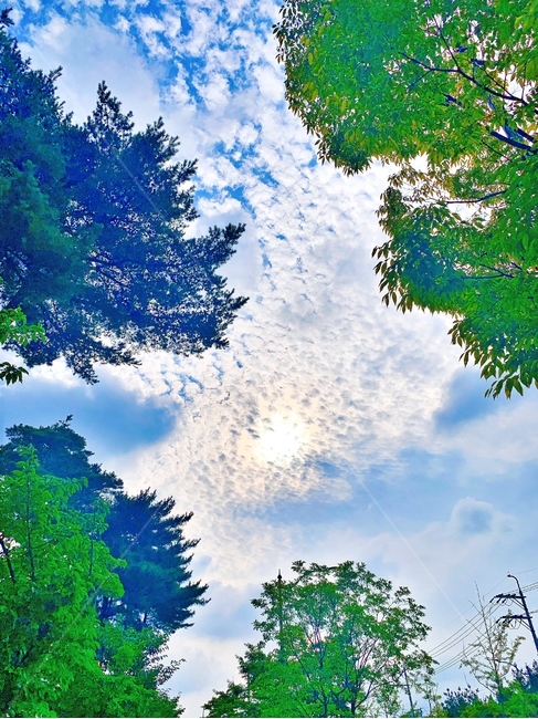 하늘,구름,나무,tree,cloud,sky,자연,풍경,nature,landscape,plant,식물