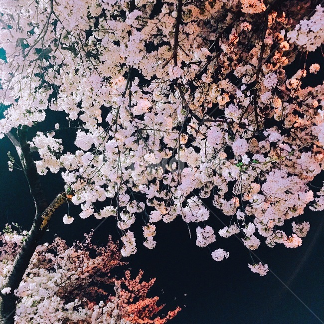 벚꽃,봄,만개,감성,배경사진,야경꽃,자연,식물,색깔,분홍꽃,팝콘,꽃,야경,경주,한국,spring,flower,cherryblossoms,color,korea,nature,plants,식물,자연,plants,nature,꽃,flower