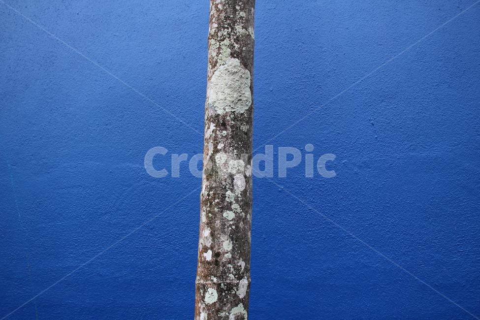 나무,tree,파랑,blue,식물