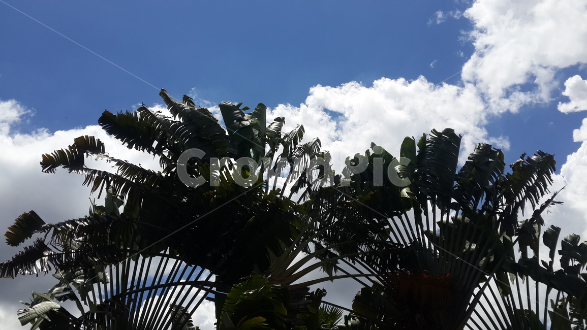 인도네시아,자카르타,하늘,나무,푸른하늘,indonesia,jakarta,blue,bluesky