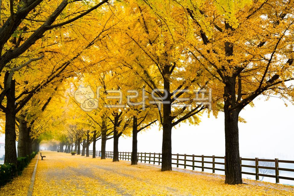 Bench,Ginkgo,Asan city,yellow,path,fallen leaves,road,sight,Gokgyocheon,human,sidewalk,nature,tree,walkway,Chungnam,paved road,korea,Asia,ginkgo tree road,colonnade,person,plant,autumn