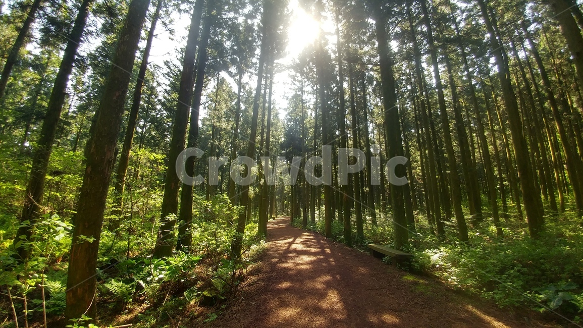오름,산,자연,힐링,나무,바람,자연,풍경,nature,landscape,path,통로
