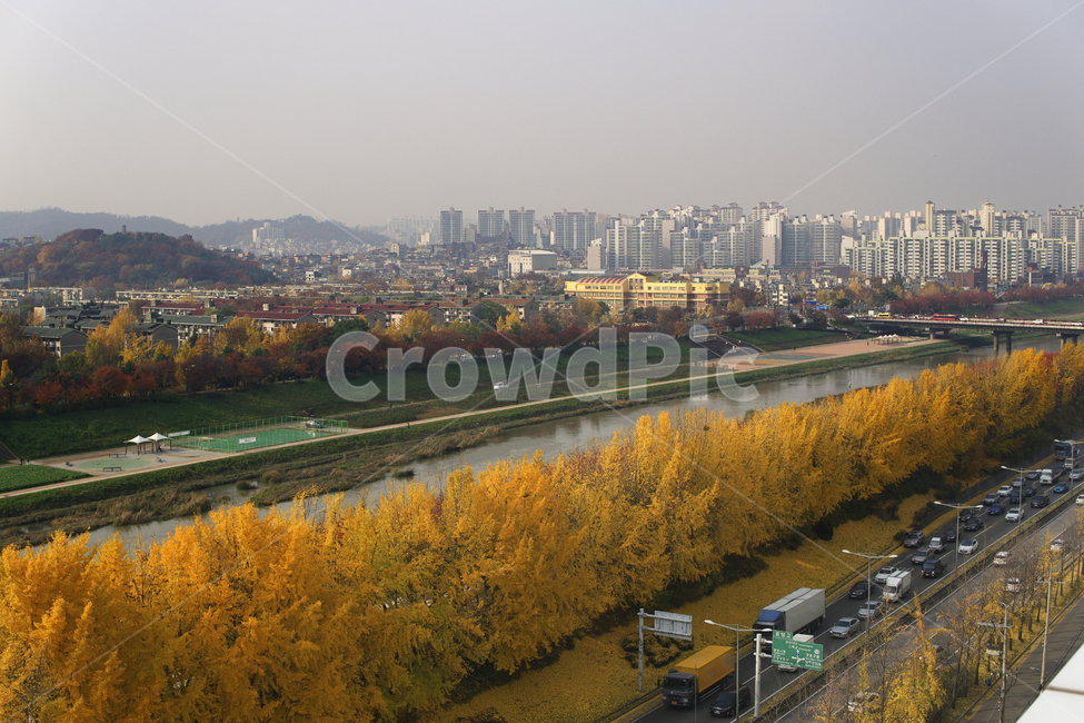 outdoors,옥외,landscape,nature,자연,도로,scenery,풍경,가을,은행,단풍,하천,가을,계절,fall,autumn,season,경치,road