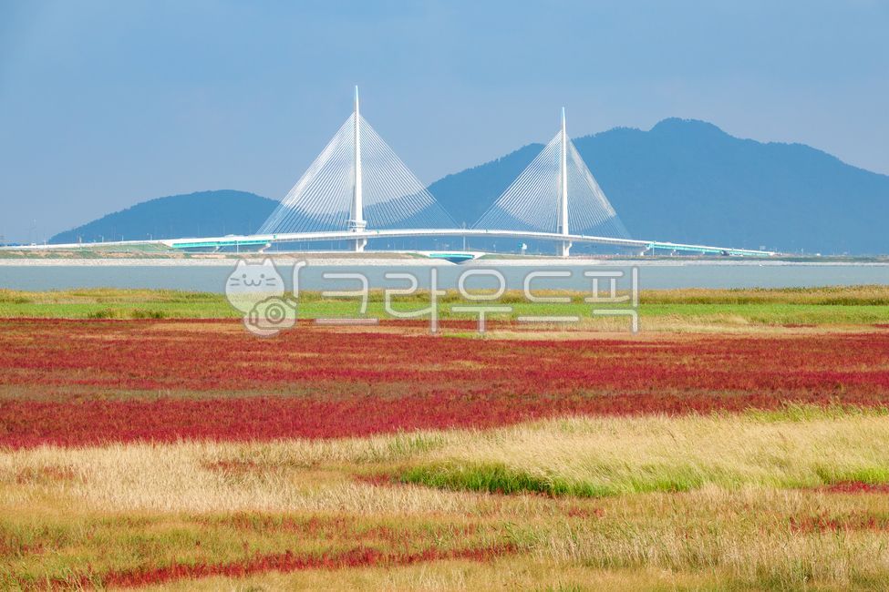 동진대교,새만금,들,가을,새만금습지,갈색,하늘,빨간색,들판,습지,식물,염생식물,단풍,다리,교량,파란색,케이블,현수교,산,전북,전라북도,한국,부안군,부안,목초지,초원